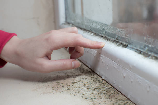 Best Emergency Mold Remediation  in Trenton, TN